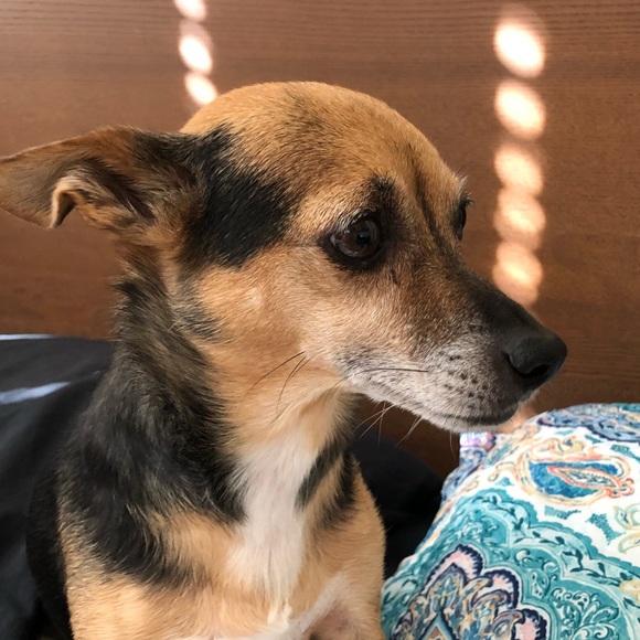 Meet your Posher, Ava - Picture 1 of 1